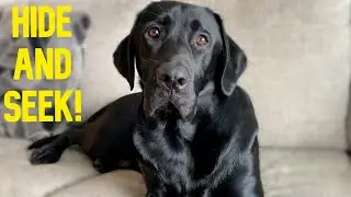 My Dog Plays Hide And Seek With His Toys!!