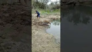Chita attack #viralreels #reel #tiger #reels #video #post #viral #trending #Amazing #cockinghacks