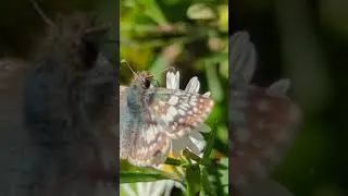 Cellphone video test, Pixel 6 Pro 5,G