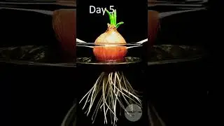 Growing green onion underwater! #timelapse #onion #plants #shorts