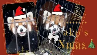 あこちゃん初めてのひとりイベントひとりXmas🎄