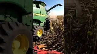 Vlog 🌻 A Day Harvesting Sunflowers P4 || 🚜 Starting the Sunflower Harvest