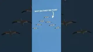 Why do birds fly in a V?