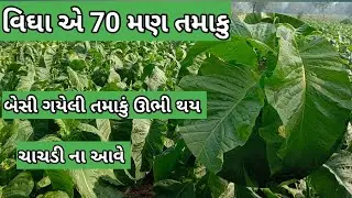 તમાકુ ની ખૅતી માં વિઘાએ 70 મણ | TOBECCO FARMING | TAMAKU NI KHETI #tamaku #તમાકુ #દવા #ખાતર