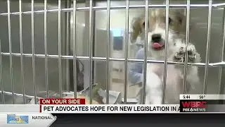 Alabama animal advocates hope the state&rsquo;s pet protection laws will catch up to other states&rsquo;