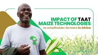 Impact of TAAT Maize technologies to smallholder farmers in Africa
