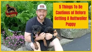 5 Things To Be Cautious of Before Getting A Rottweiler Puppy