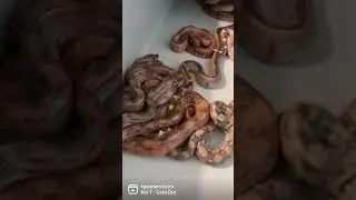 New Baby Blood Boa Combos born 4-19-23
