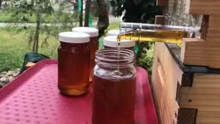 Flow Hive first harvest continued