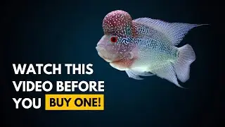 DON&rsquo;T BUY aggressive or predatory fish before you WATCH THIS VIDEO!