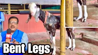 How to Correct Bent Goat Legs Above the Hoof | Veterinary Advice by Dr Samad