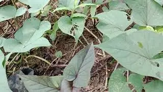 Time sa farm,abuno sa saging lakatan.