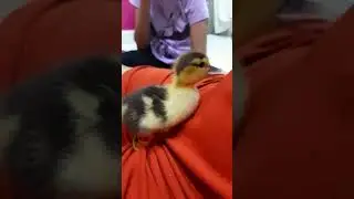 Som de pato filhote