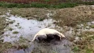 Just for the sheer joy.
