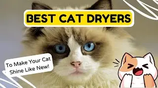 🐈 Best Cat Dryers [How to Dry a Cat Quickly] 🐈