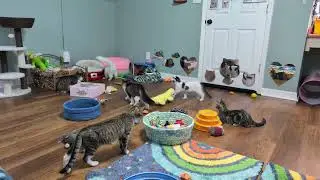 Nightcaps: The kittens playing - including Reverb
