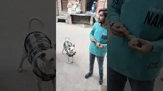 अबे चाहते क्या हो 😂 #dogs #shorts #funny #funnyanimals #comedy #streetdog #funnydogs #pets #puppy