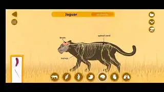 JAGUAR Simulation | Jaguar knowledge
