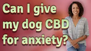 Can I give my dog CBD for anxiety?