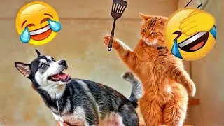 You Will Die Laughing At These Dogs 🐶 The Funniest Dog Moments Compilation 🥱 #funny
