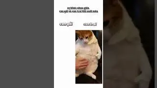 #memes #sigmameme777 #giaitri #sigma #sigmameme