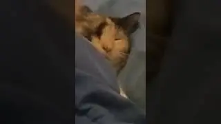 My cat sleeping on my pillow lol