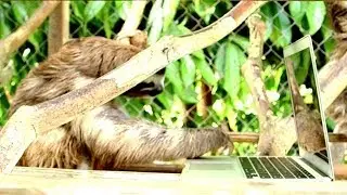 Advice from a Sloth on Work