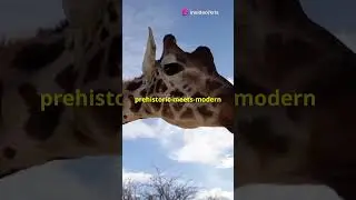Meet the Giraffe with a Dinosaur Tail #giraffe #dinosaur #animals #shorts #wildlife #savana