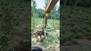 Excavator removing tree roots from farmland soil