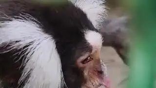 #beautiful animal monkey #long video #Viral video #in India #please subscribe now