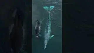 🐬 Unraveling Human-Dolphin Communication: AI Revolutionizes Animal Language! 🌊#shorts #sea