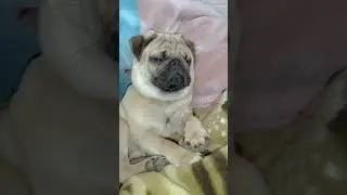 #pugga#❤️