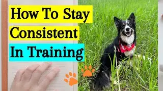 How to Stay Consistent in Dog Training