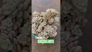 How to Propagate Succulents by Cuttings (Beheading Method)