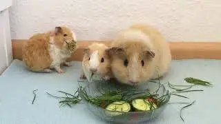 Sind Meerschweinchen für Kinder geeignet?