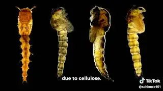 Evolution of Herbivory