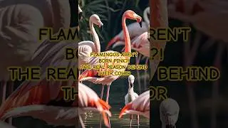 Flamingos Aren&rsquo;t Born Pink?! 😲 The Real Reason Behind Their Color 🦩