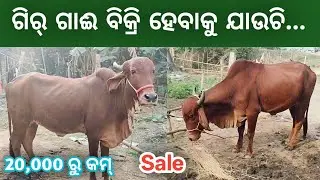 Gir Cow Sale in Odisha at Low Price 
