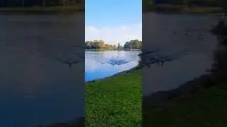 Birds in the forests of the Netherlands