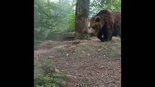 Un orso bruno in abruzzo😀