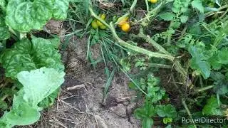 Garden Tour Update 26, Vlogust Day 28, 2020