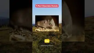 Top 5 Most Adaptable Animals #shorts