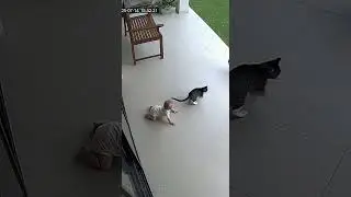 Feline Bodyguard Cat Protects Baby from Monkey #HeroCat #CatSavesBaby #FelineProtector