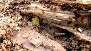 Forficula auricularia - Gemeiner Ohrwurm / Common Earwig