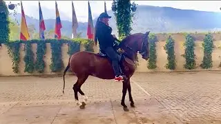 CABALLOS trocha pura colombiana 🇨🇴.  