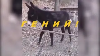 Гений! Умный ослик. A genius! Smart donkey