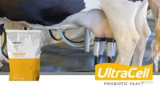 UltraCell Live Yeast: Value of using UltraCell to increase milk production, Mike Steele, MRCVS.