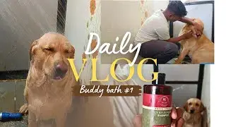 Bath Time with Buddy! | Labrador Dog Bathing Routine|
