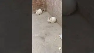 Angora rabbits are searching something to eat