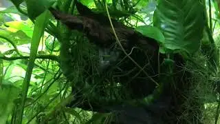 Viper / Vampire Shrimp Feeding in 29 Gallon Planted Aquarium